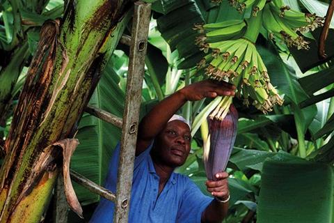 There’s trouble ahead for banana suppliers