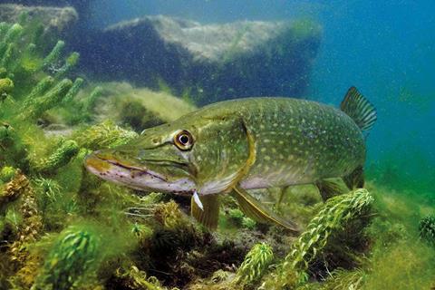 Fish