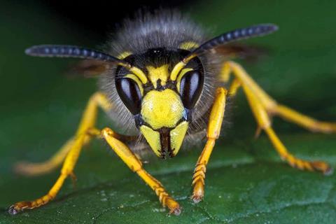 Wasps may be getting smaller