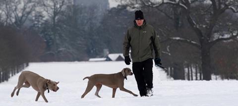 Dogs in snow
