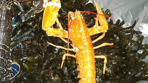 Lobster collection