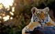 russ-maclaughlin-tiger-flipped
