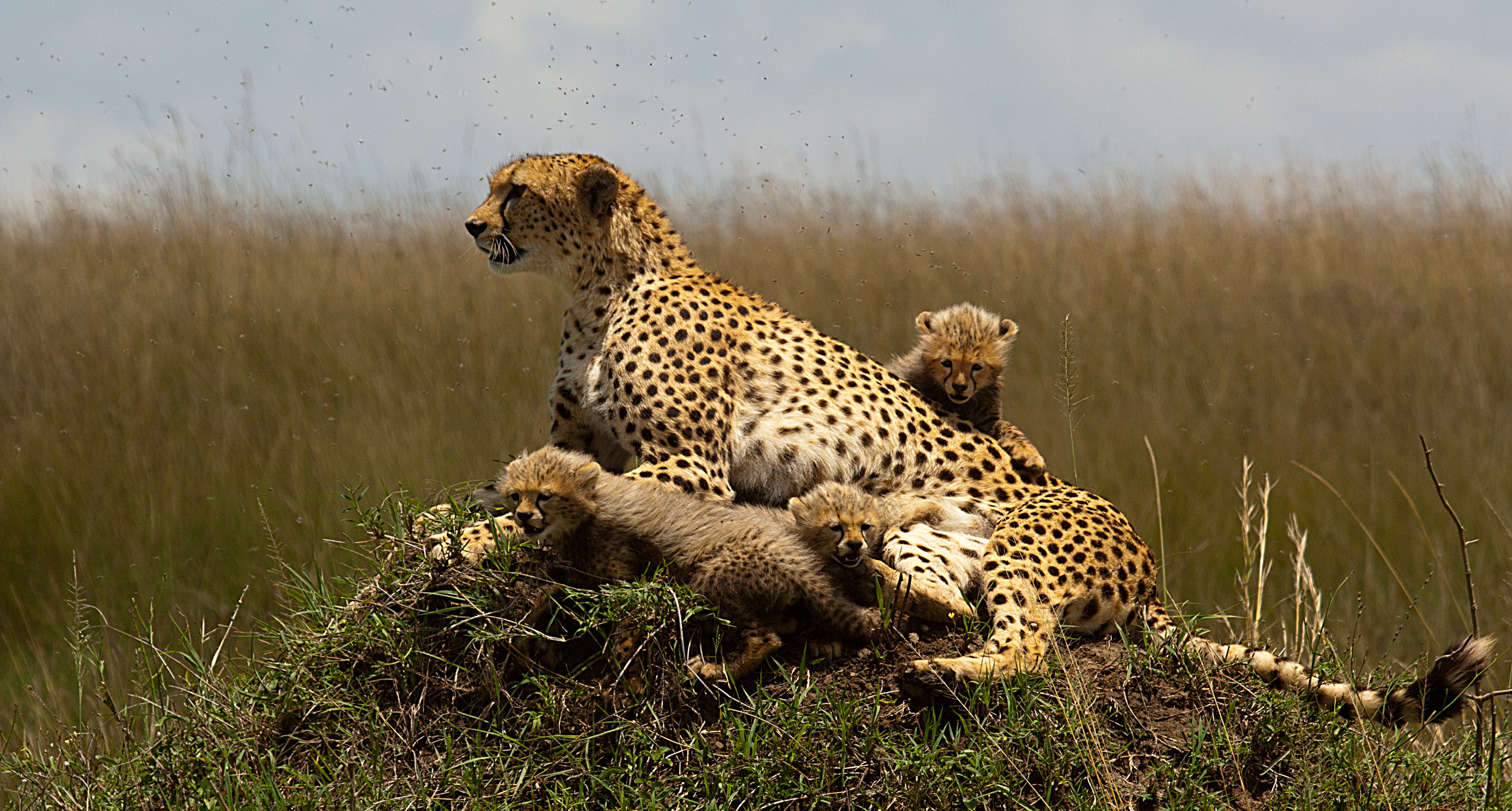 Cheetah with cubs